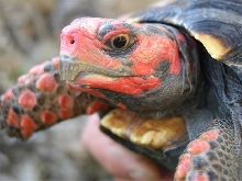 close look at Gogo's head prior to getting work done on her beak