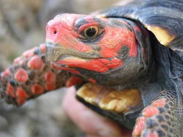 close look at Gogo's head prior to getting work done on her beak