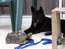 Mighty tort!