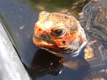 Oren not amused about bathing