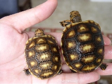 Fourth baby and first baby cherryheads