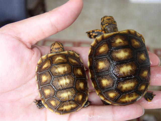 Fourth baby and first baby cherryheads