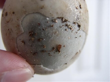 Second egg