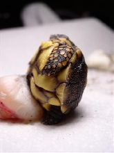 deformed baby