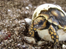 Healthy hatchling