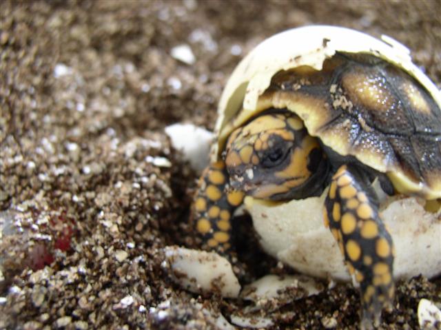 Healthy hatchling