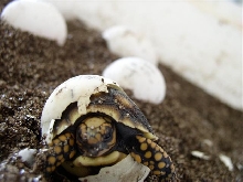 healthy baby from same clutch