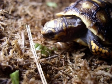 Nice neck shot