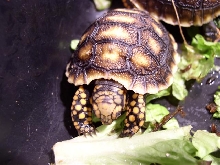 baby eating already