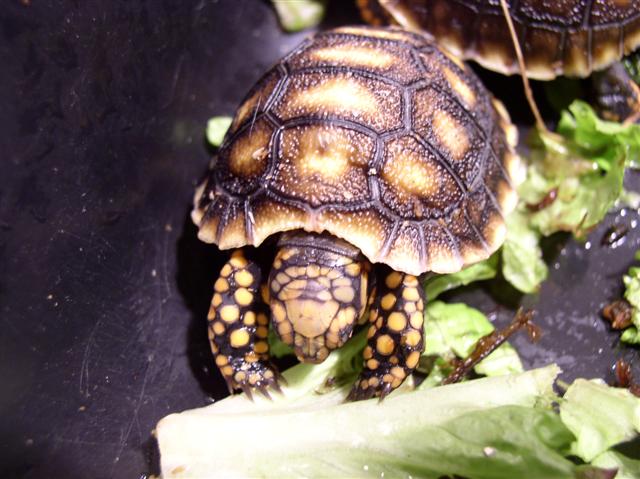 baby eating already