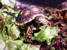 Greedy little bugger!