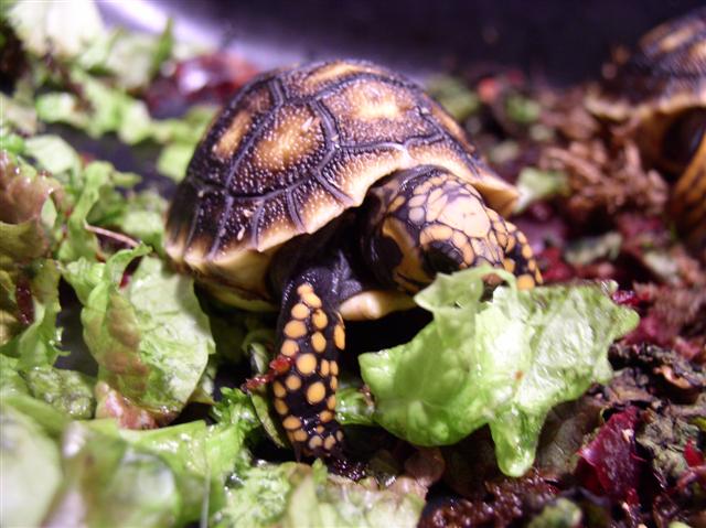 Greedy little bugger!