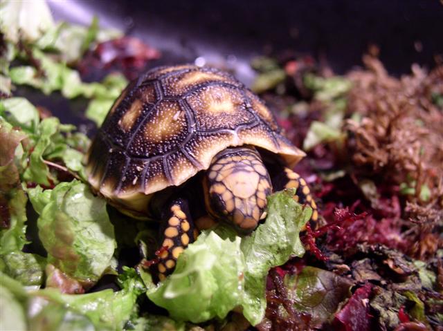 Loving the red lettuce!