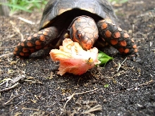 male cherry eating