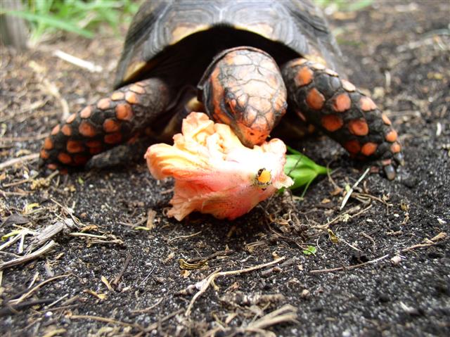 male cherry eating