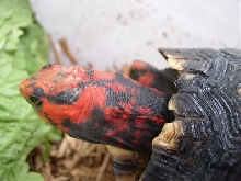 Oren's neck area