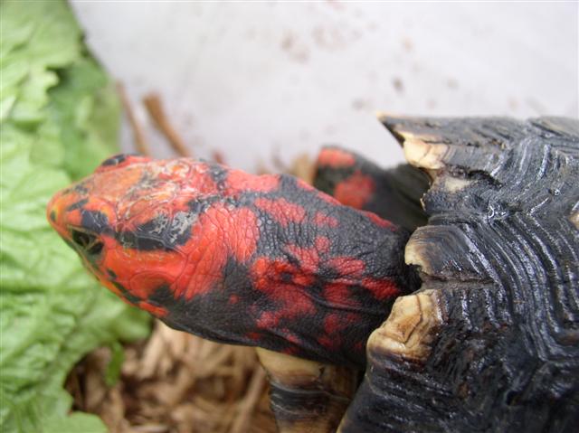 Oren's neck area