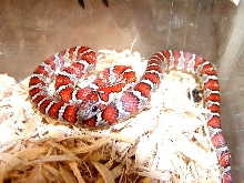 Mexican Kingsnake