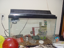 My hermies' tank