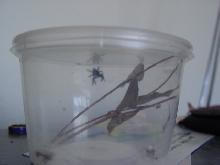 My Female Jumping Spider