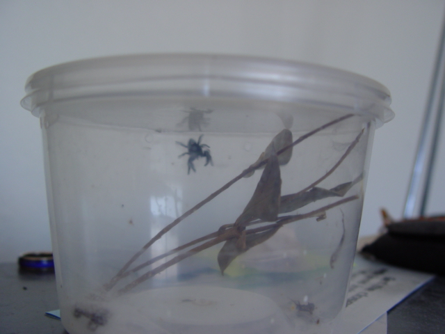 My Female Jumping Spider