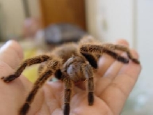 Biggest Rosie