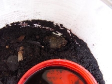 This is my baby toad