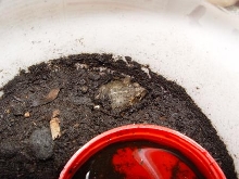 My Baby Toad