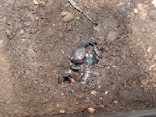 My Scorpion Dugout