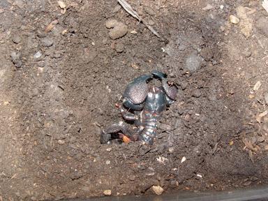 My Scorpion Dugout