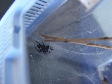 My Phidippus Audax