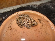 Northern Leo