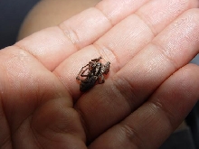 Unknown wolf spider