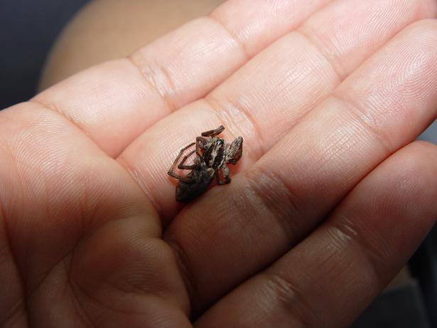 Unknown wolf spider