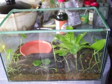 greenback's home