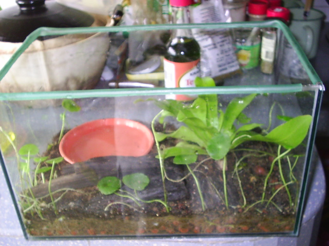 greenback's home