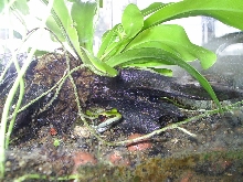 greenback