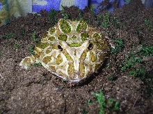 pacman!!!!
