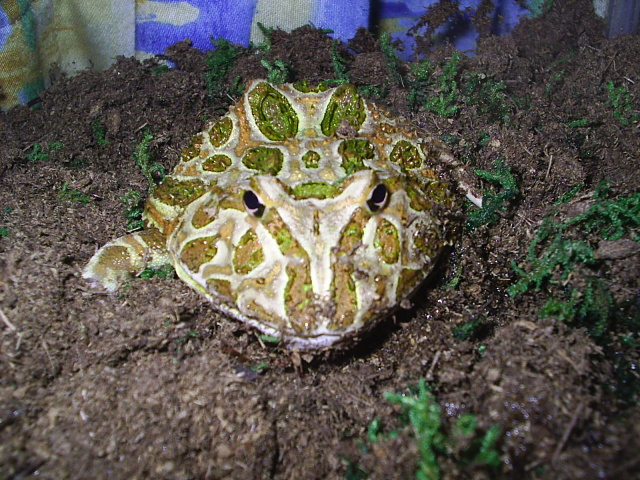 pacman!!!!