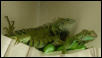 iguanas