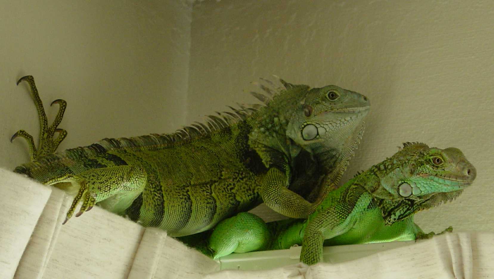 iguanas