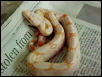 "Al" albino boa