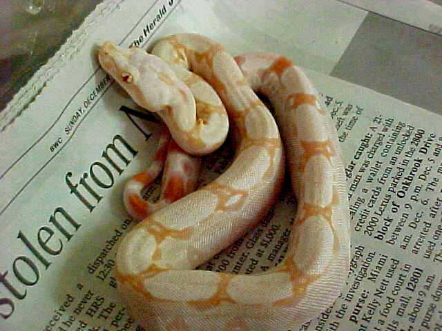 "Al" albino boa