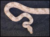 "Lucy" Pink Hogg female