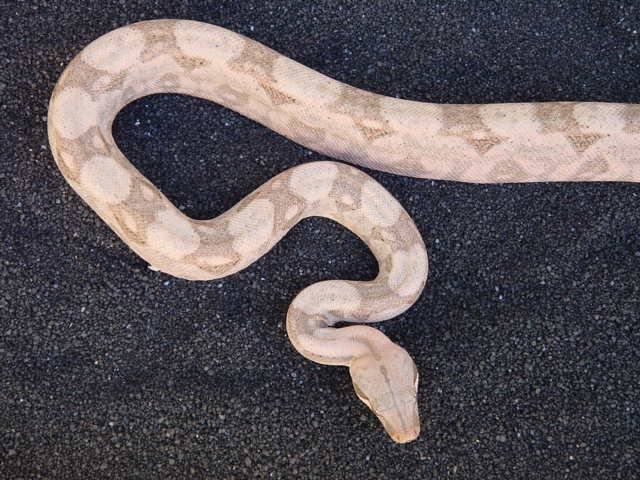 "Lucy" Pink Hogg female