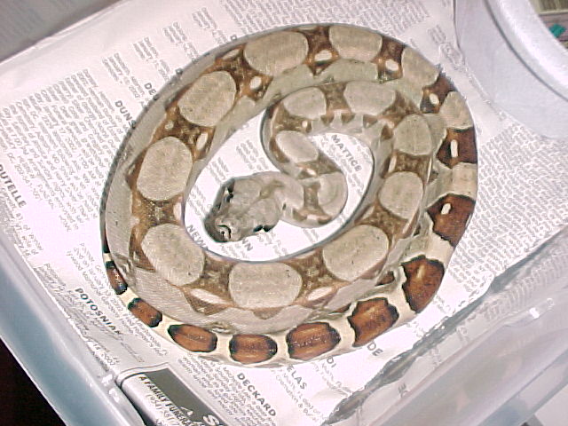 "Sahara" Col. baby