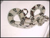 "Snoopy" Letitia Columbian Boa