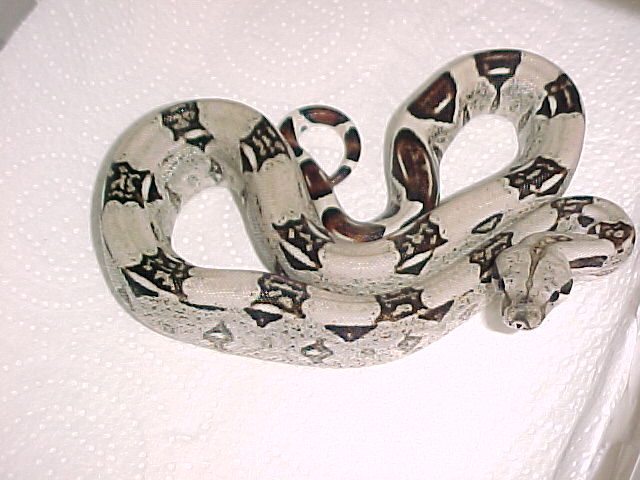"Snoopy" Letitia Columbian Boa