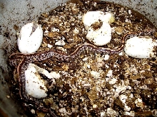 Tessera Corn
