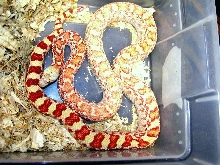albino sonoran gopher